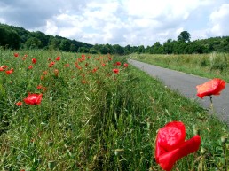 Wanderweg von Plaue nach Angelroda