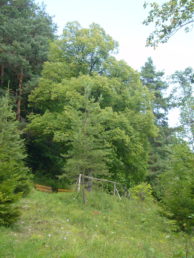 Blick auf die Schillerlinde