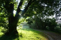 Verwunschene Landschaft im Park an der Ilm