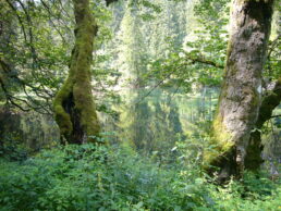 Am Knöpfelstaler Teich