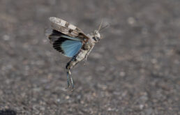 Blauflüglige Ödlandschrecke